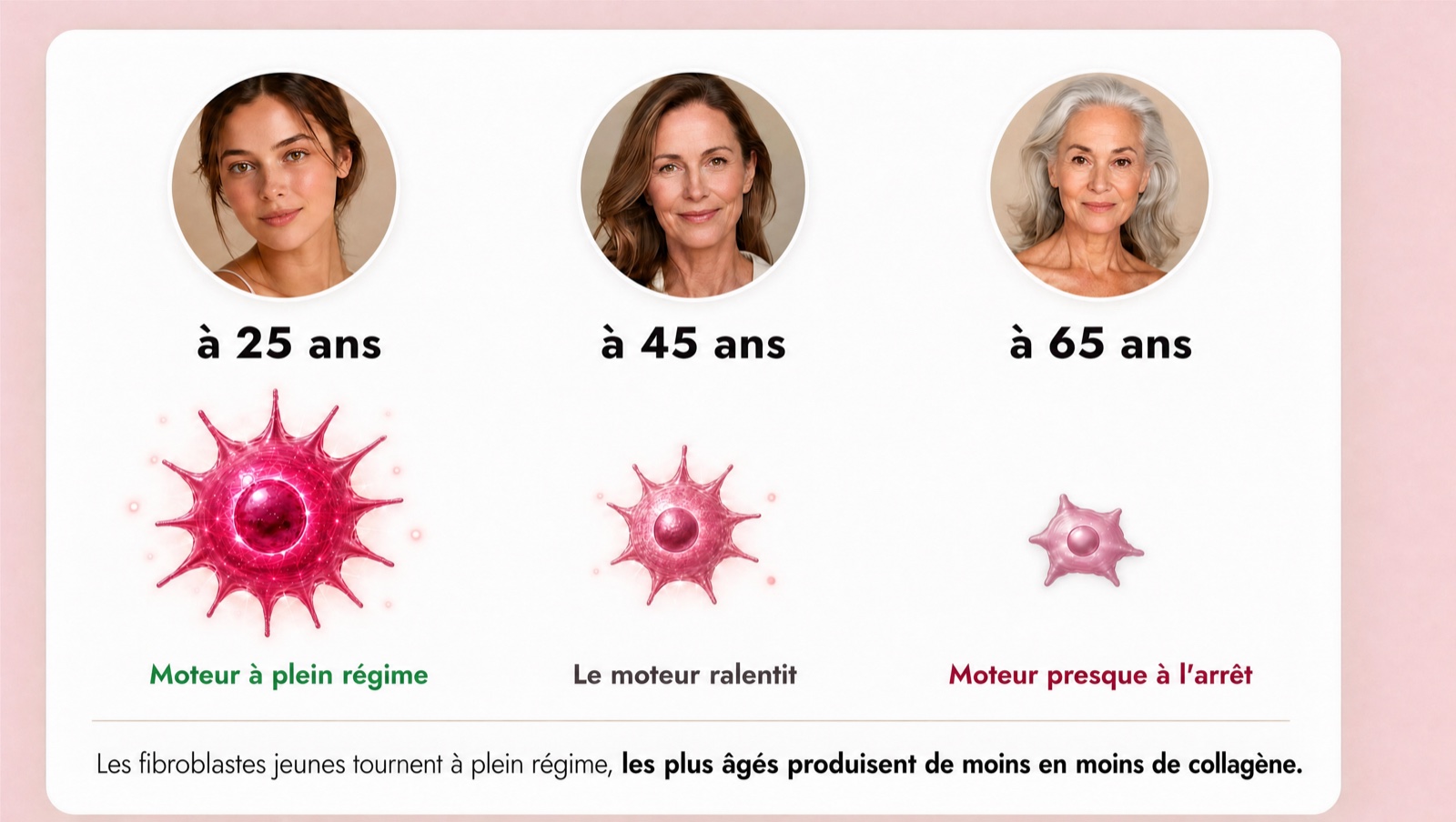 Les fibroblastes (votre moteur à collagène) à 25, 45 et 65 ans : les jeunes tournent à plein régime, les plus âgés produisent de moins en moins de collagène.