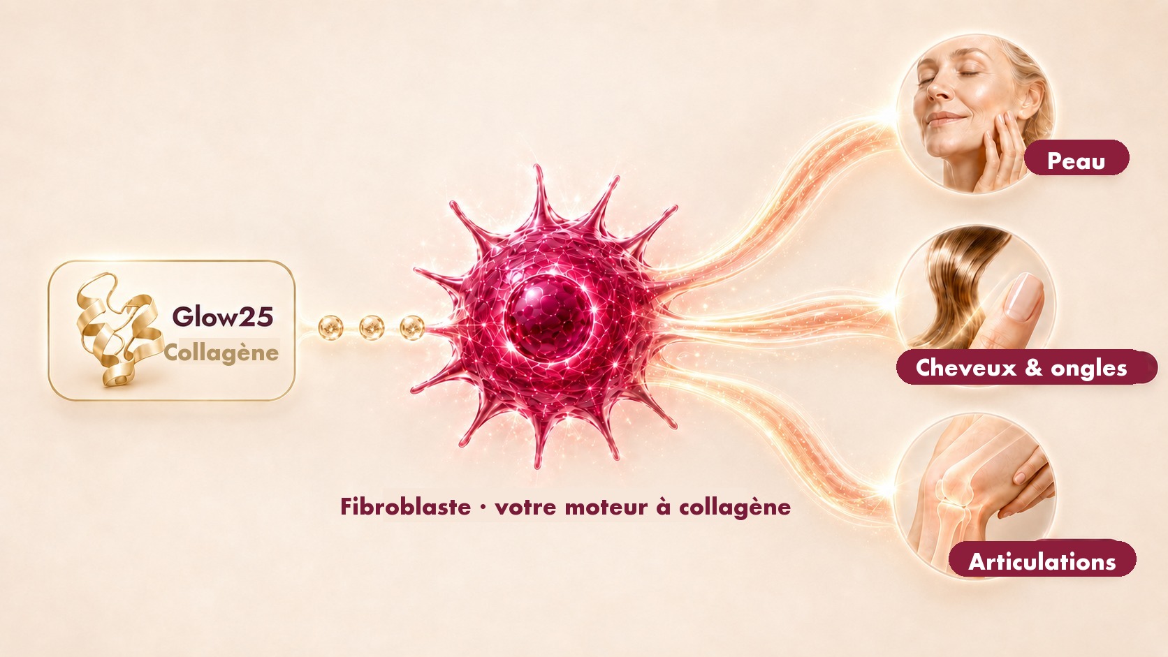 Le collagène Glow25 arrive au fibroblaste, qui en fabrique du collagène pour la peau, les cheveux, les ongles et les articulations.