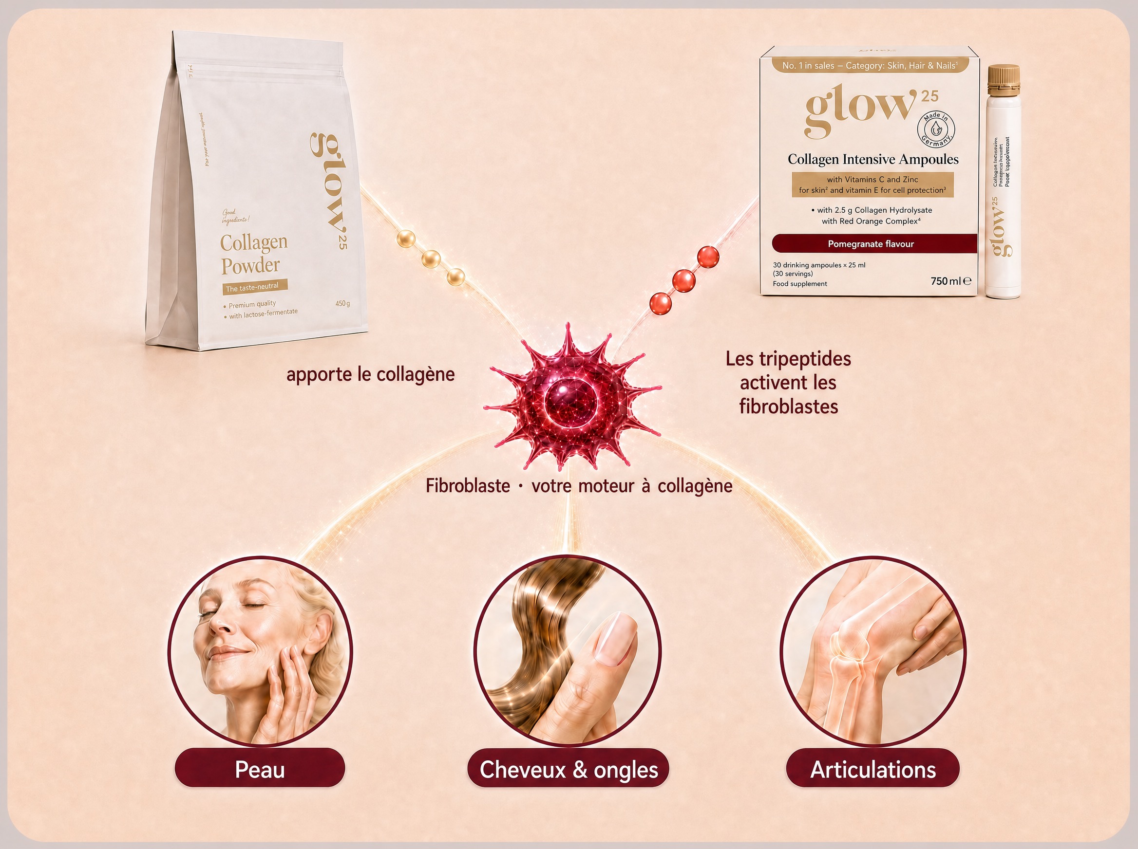 La poudre de collagène et les Ampoules Collagène Intensif activent ensemble le fibroblaste qui nourrit la peau, les cheveux, les ongles et les articulations